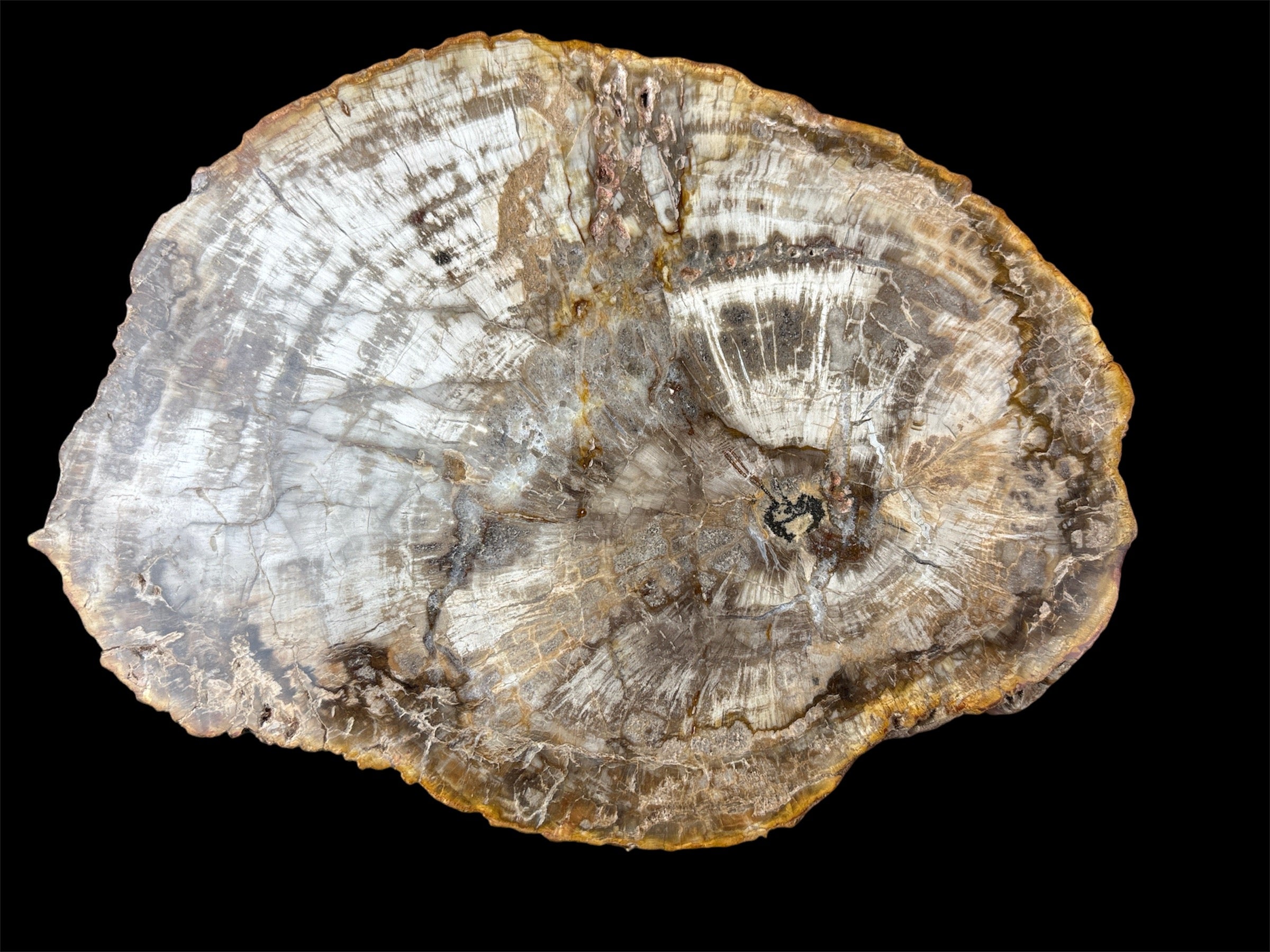 Petrified Wood