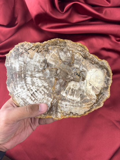 Petrified wood / Megkövesedett fa 🪵 (700g)