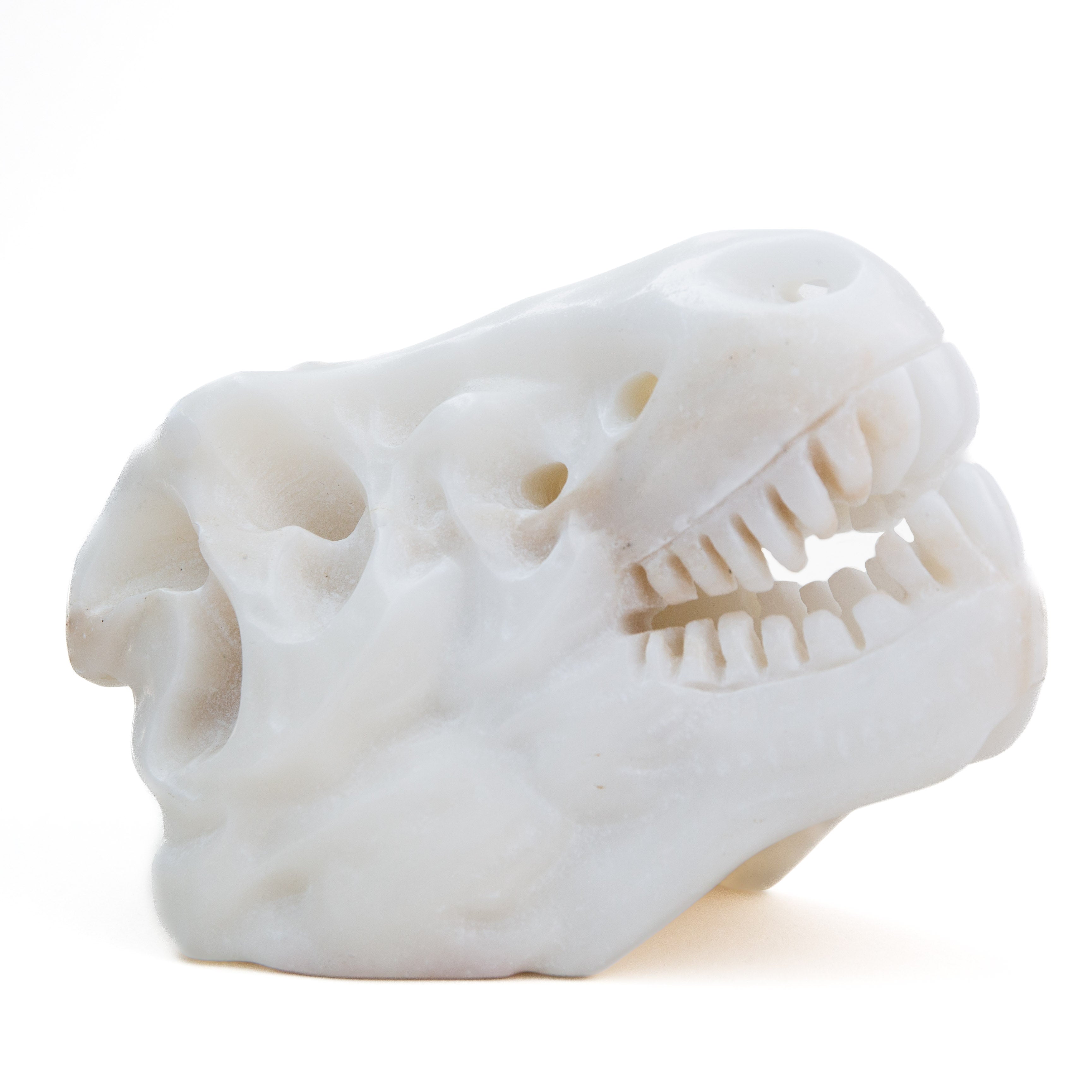 Dinoszaurusz koponya - kalcit