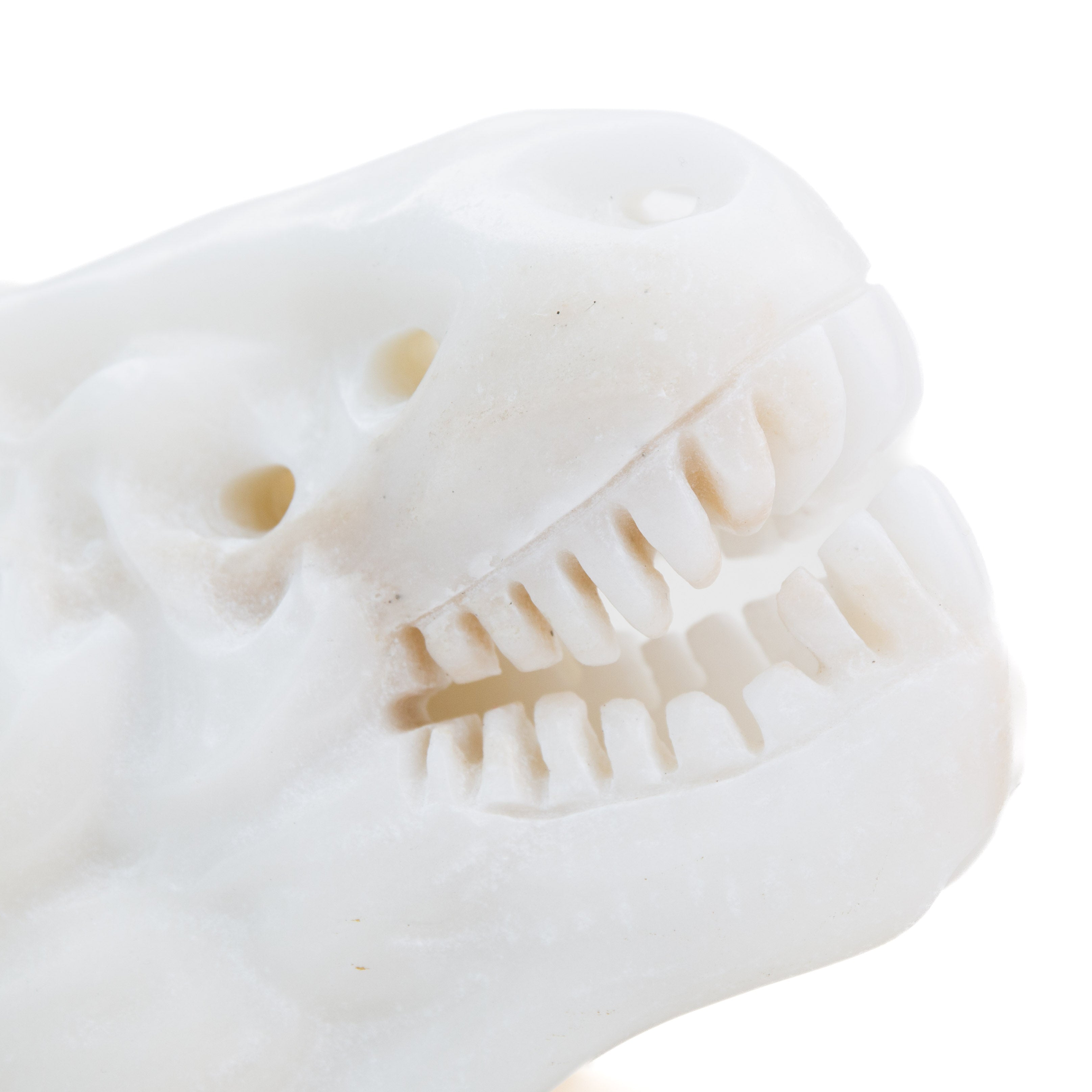 Dinoszaurusz koponya - kalcit