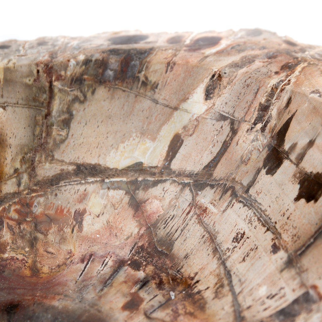 Megkövesedett Fa - 4.3kg