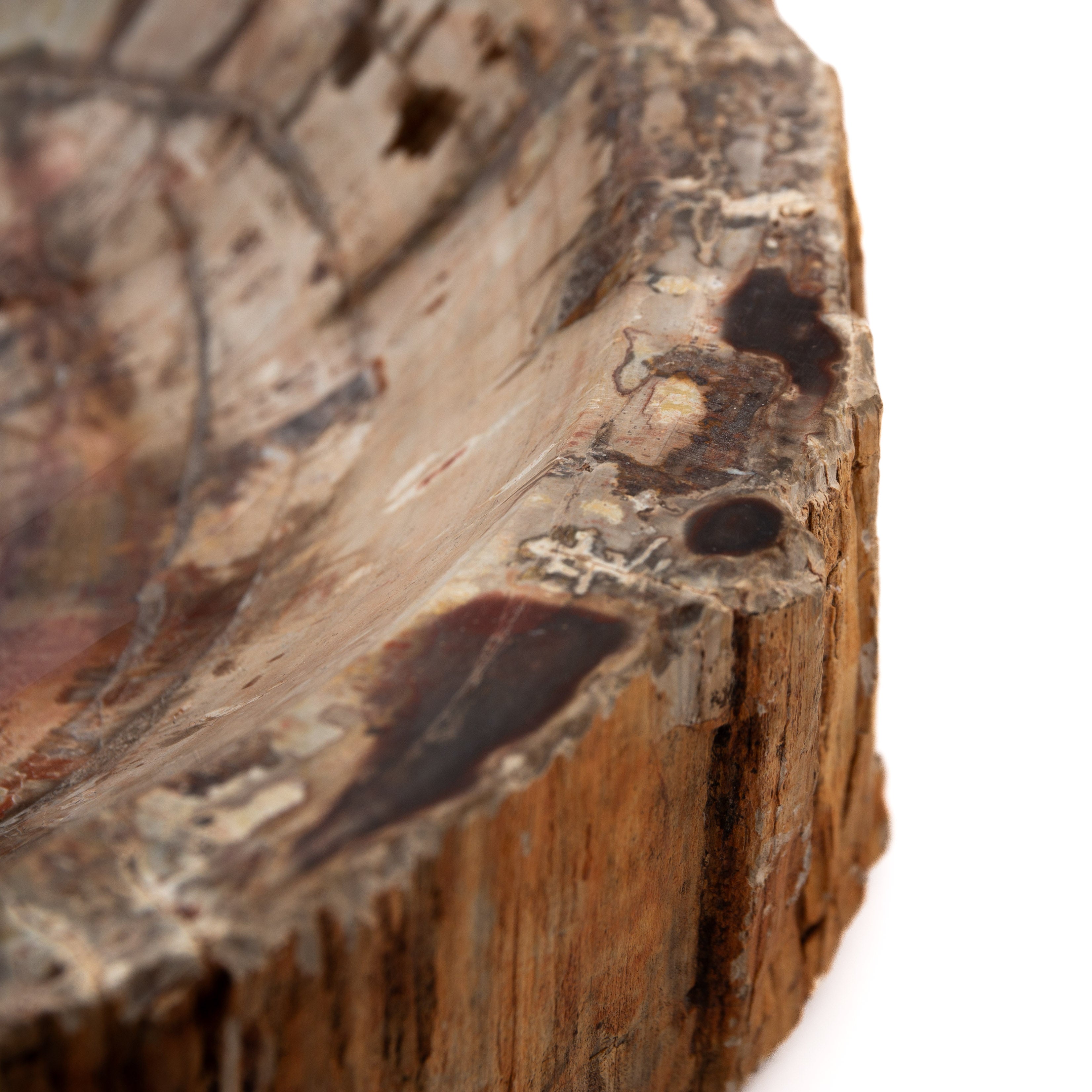 Megkövesedett Fa - 4.3kg