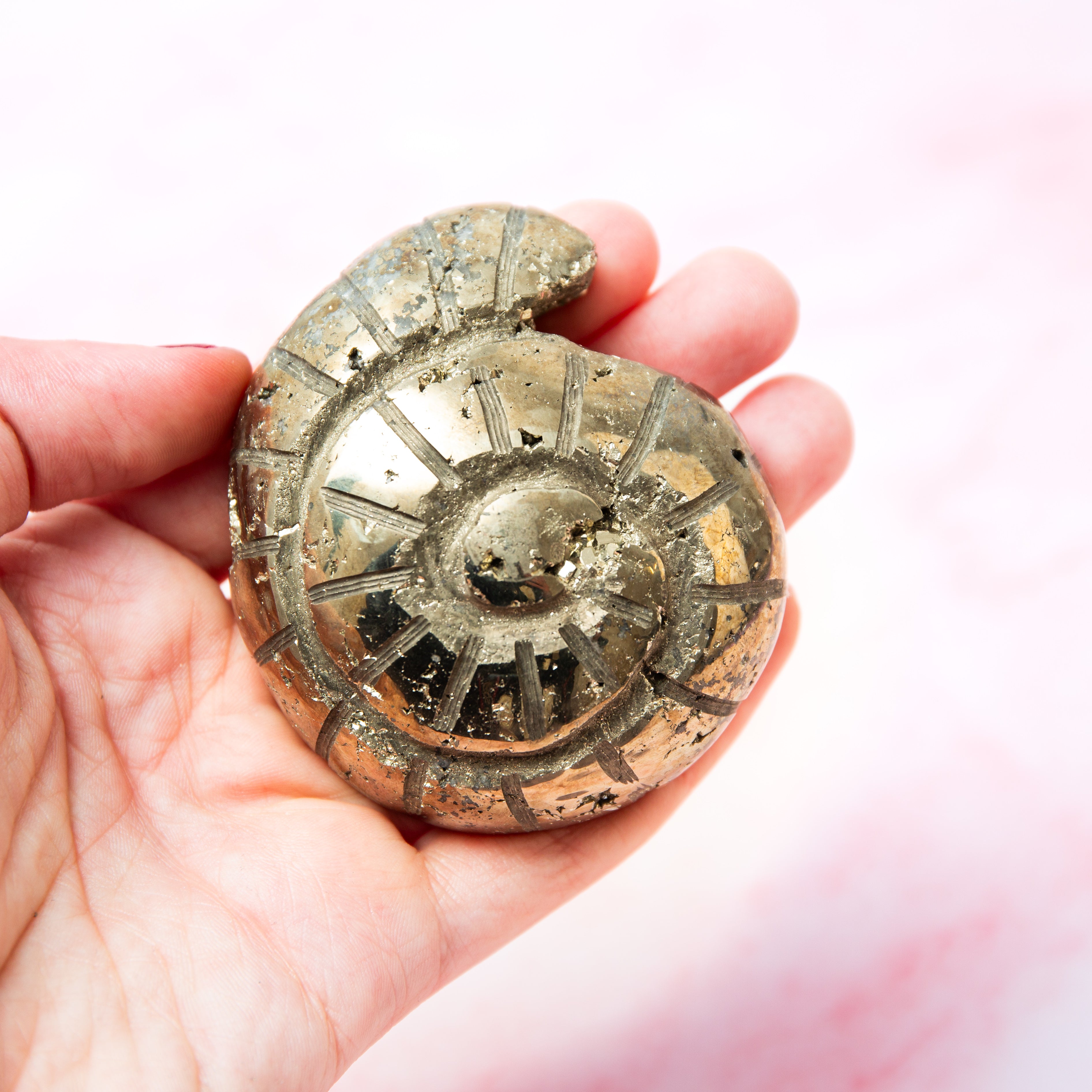 Pirit ammolit forma – 6,5 cm