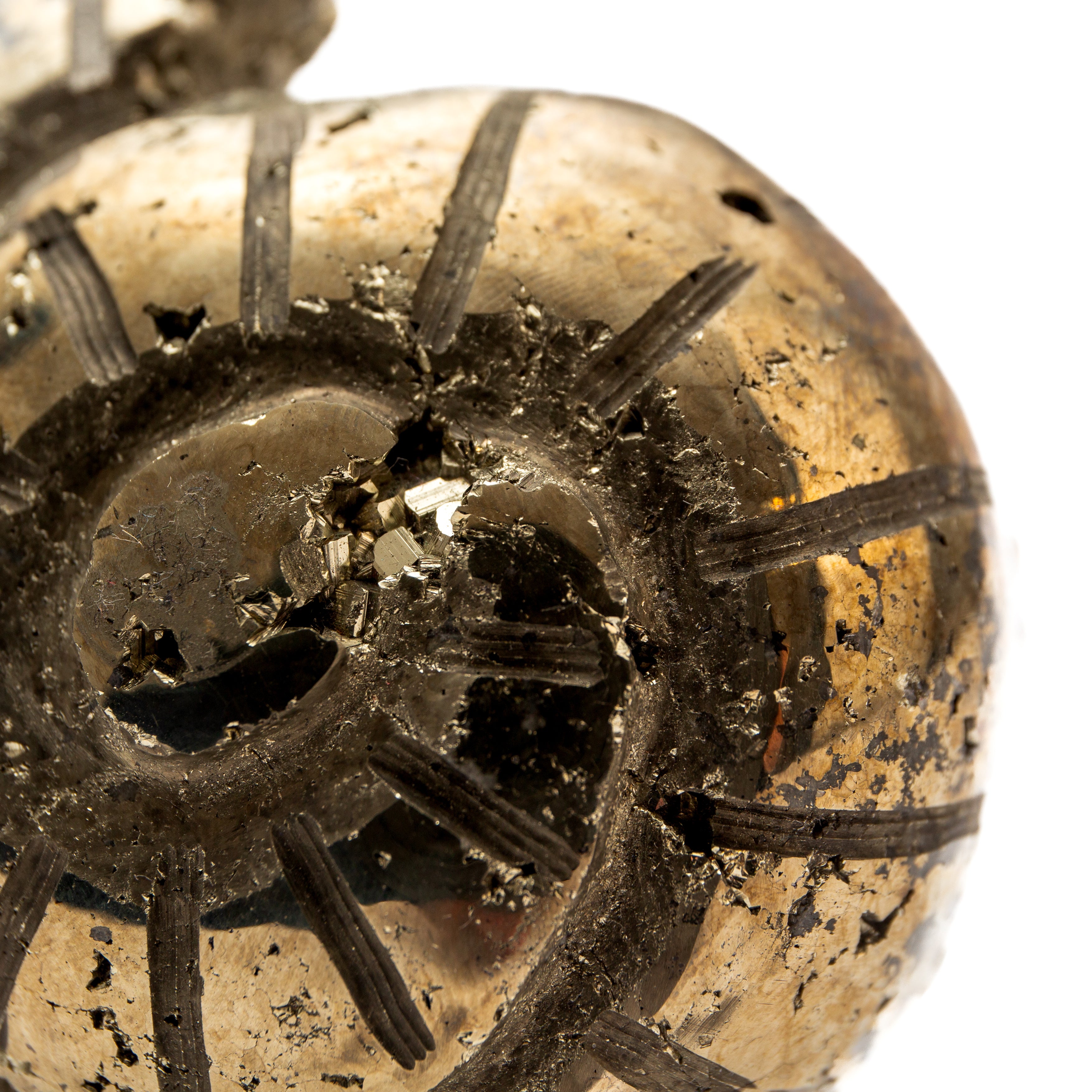 Pirit ammolit forma – 6,5 cm