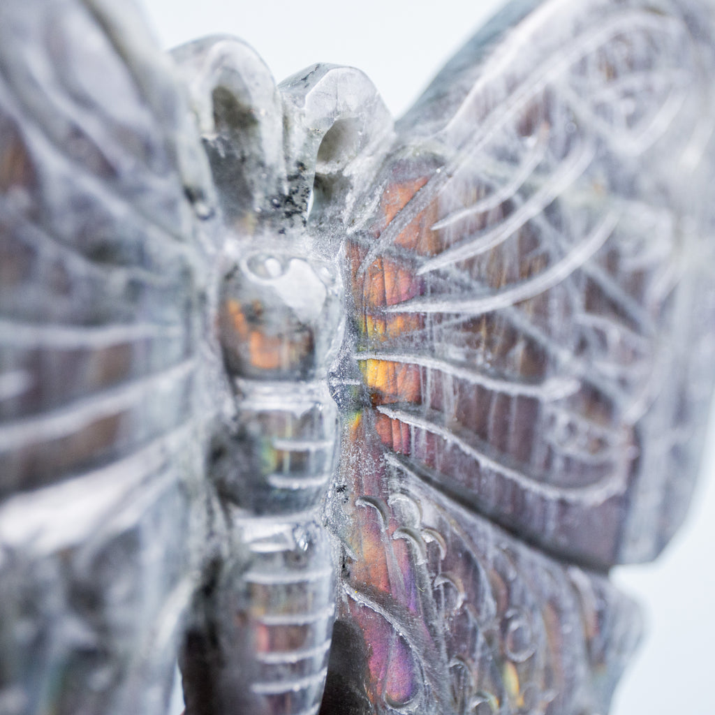 Labradorite Butterfly - 160g