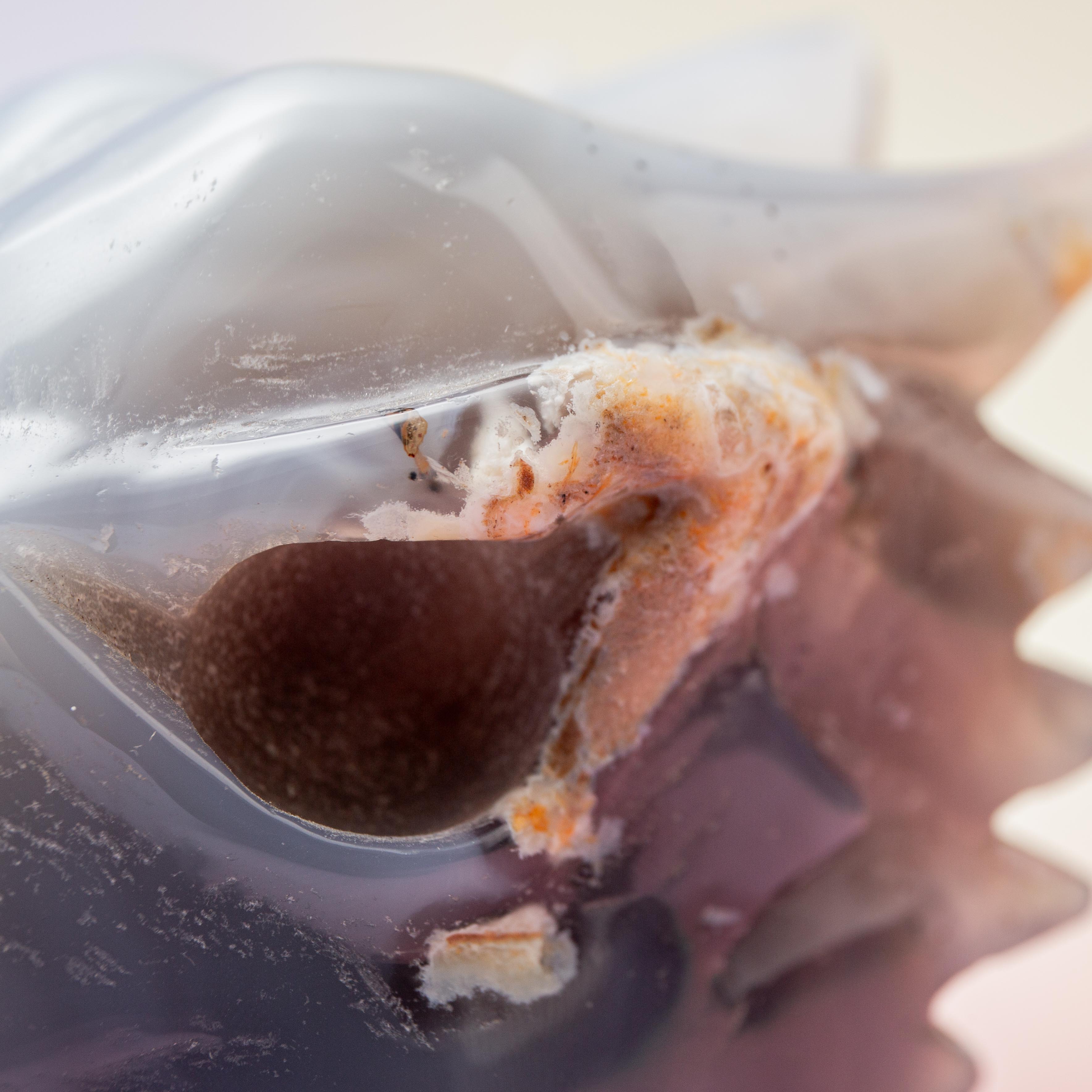 Blue Chasdony Dragon - 13cm/572g