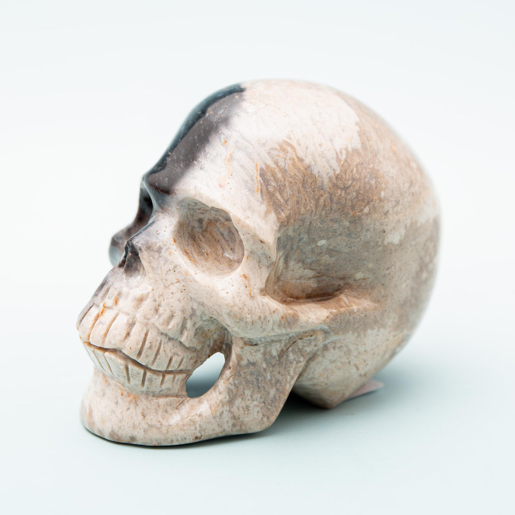 Palm Root Fossilized Skull - 248g/7cm