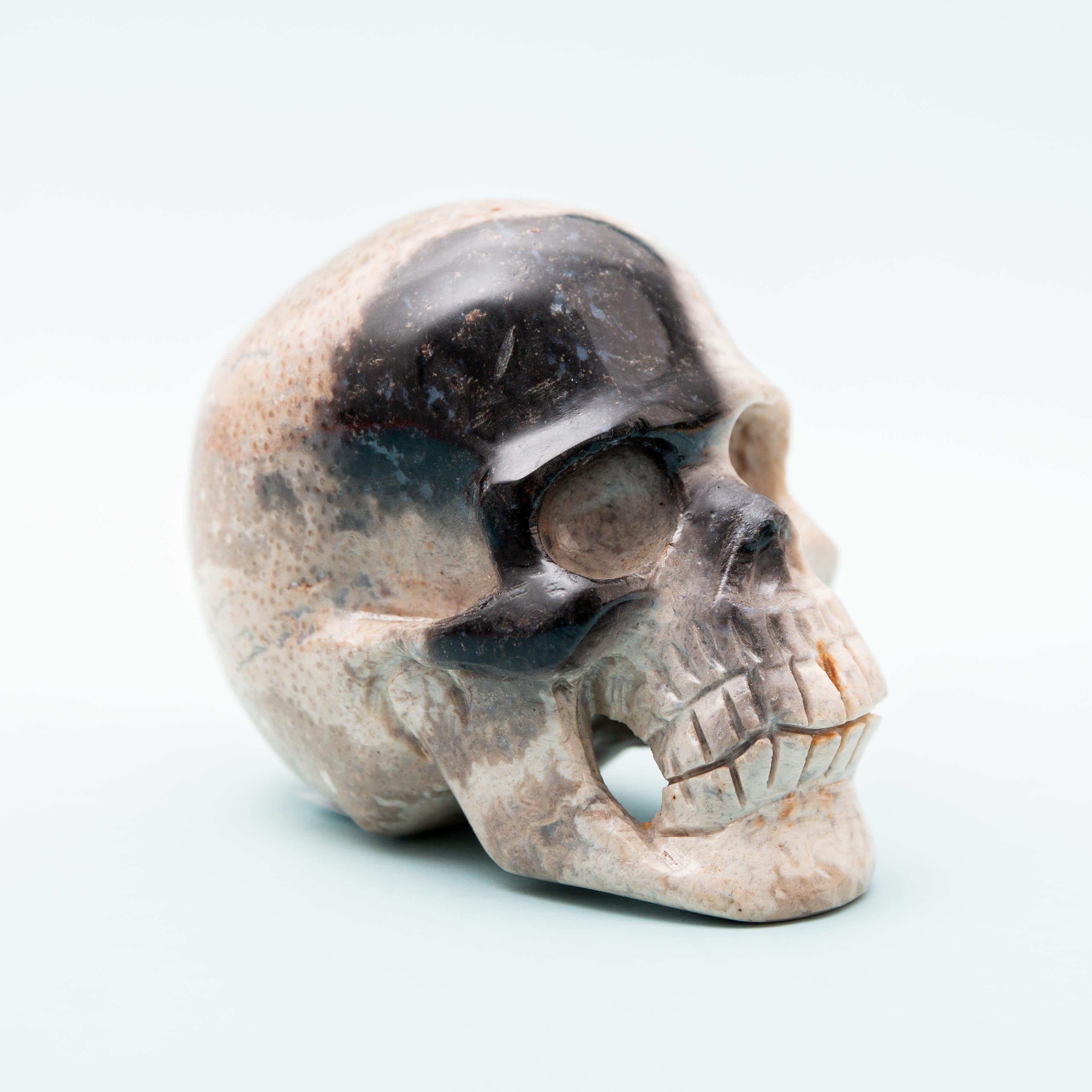 Palm Root Fossilized Skull - 248g/7cm
