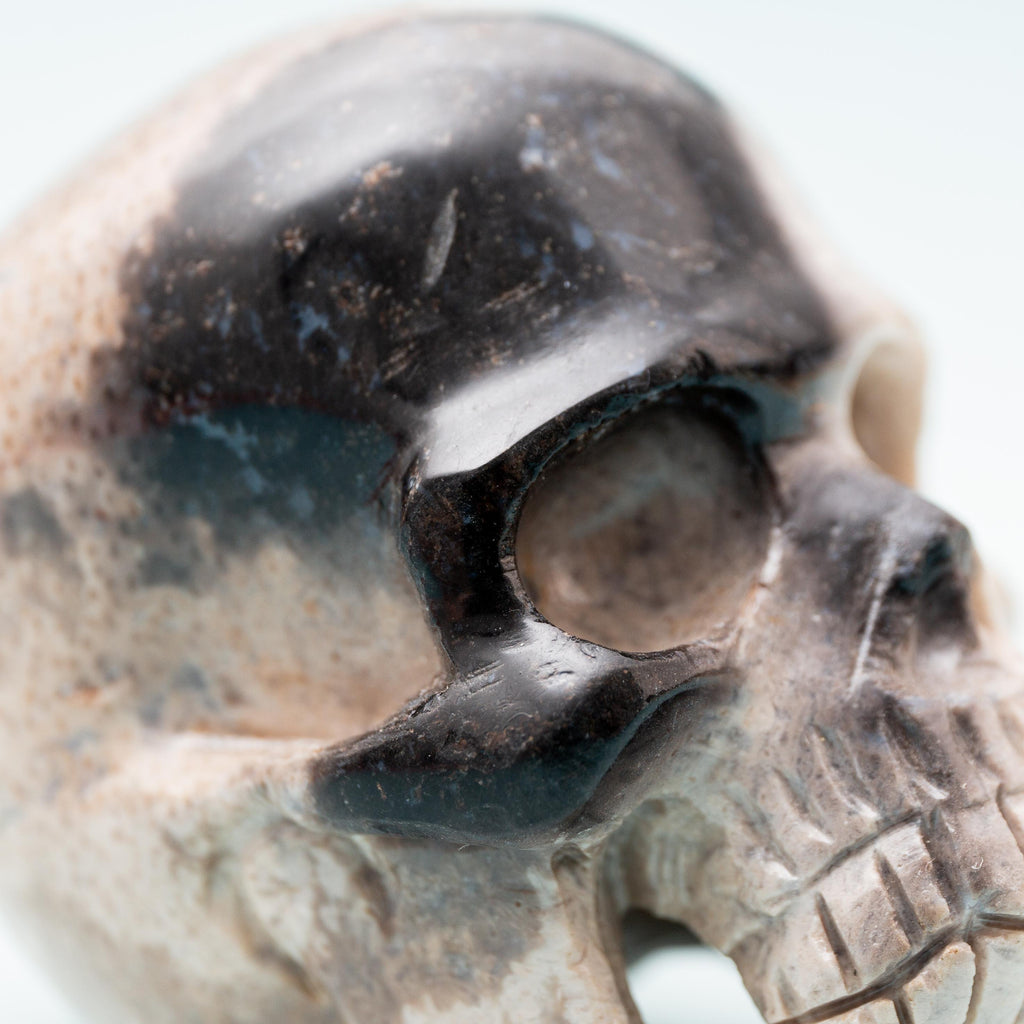 Palm Root Fossilized Skull - 248g/7cm