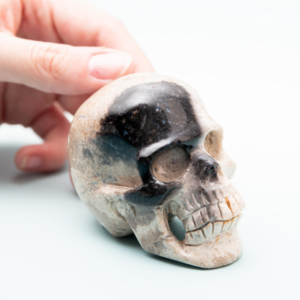 Palm Root Fossilized Skull - 248g/7cm