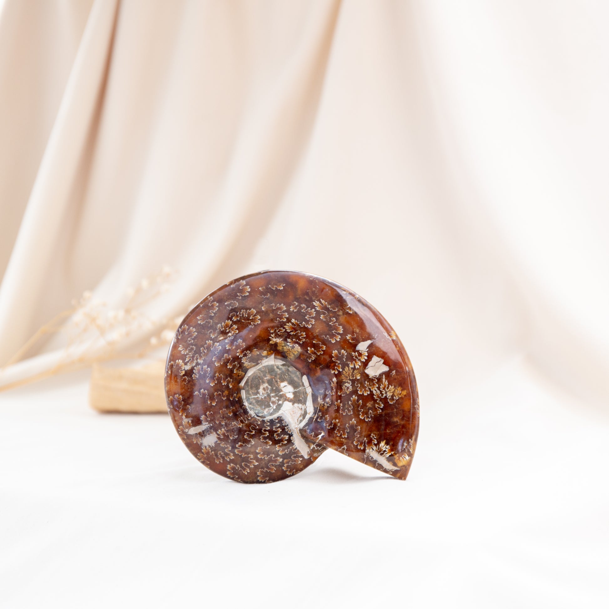 Ammonite - 392g
