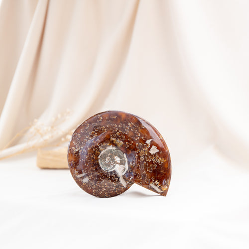 Ammonite - 392g