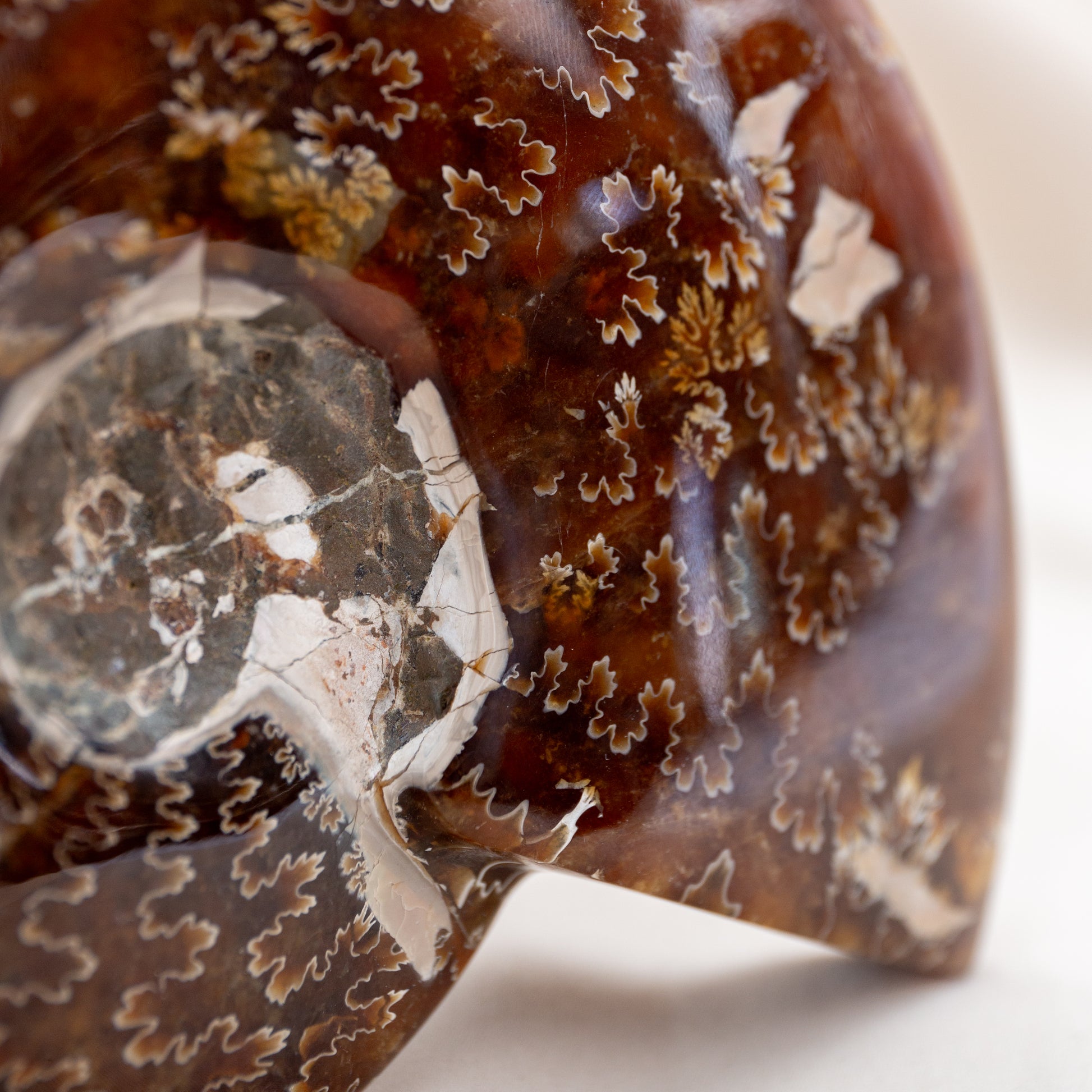 Ammonite - 392g