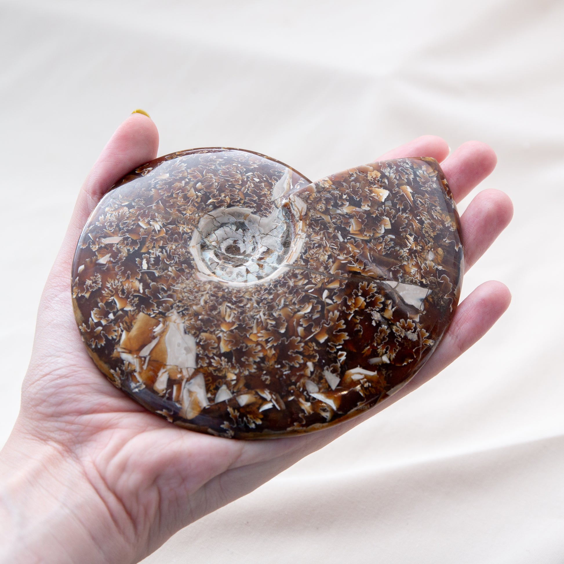 Ammonite - 392g