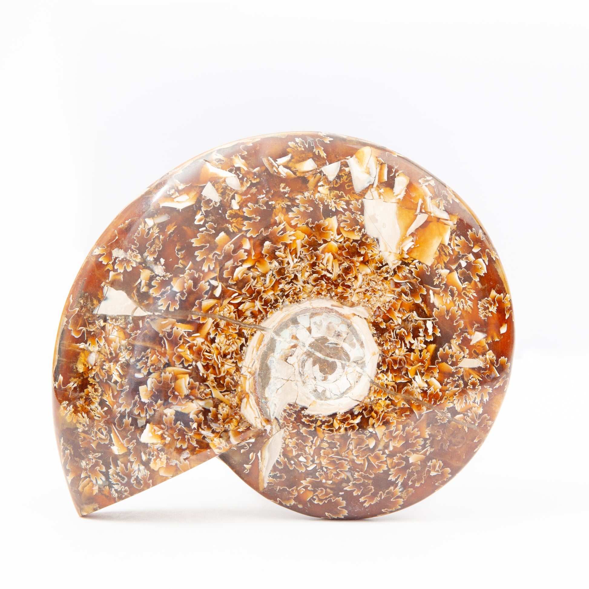 Ammonite - 392g