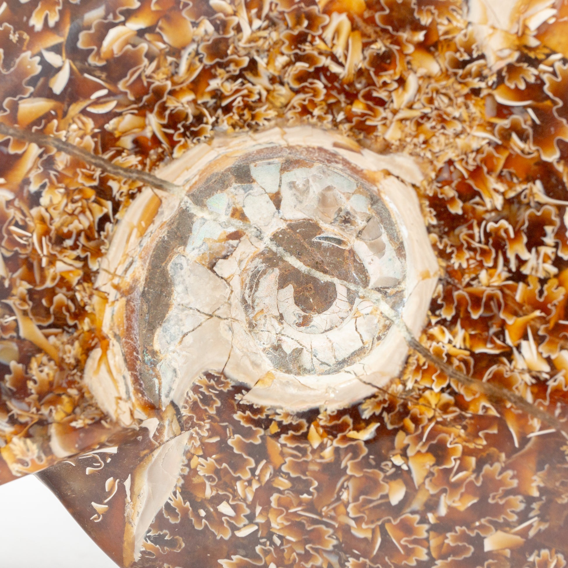 Ammonite - 392g