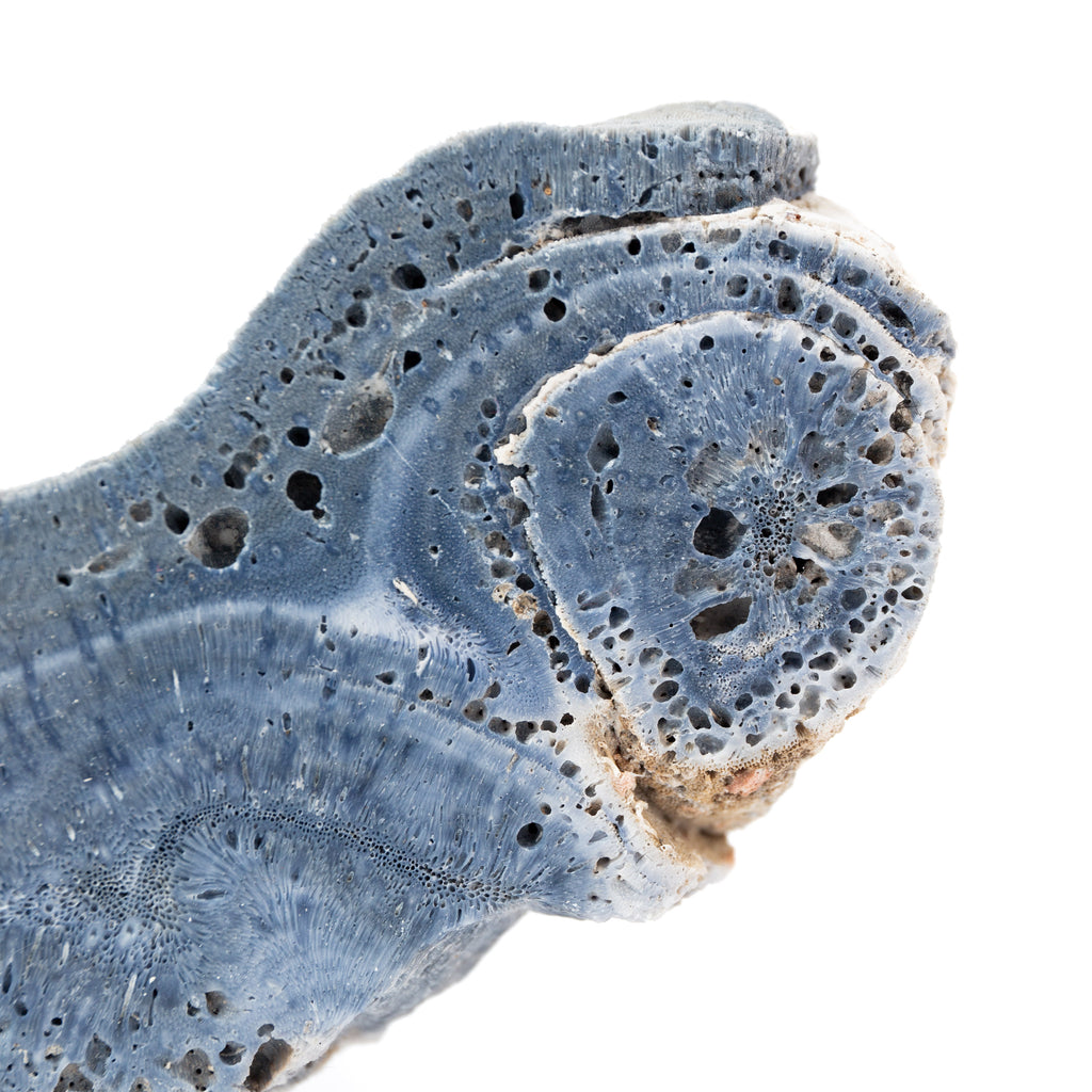 Kék korall (lap) -138g