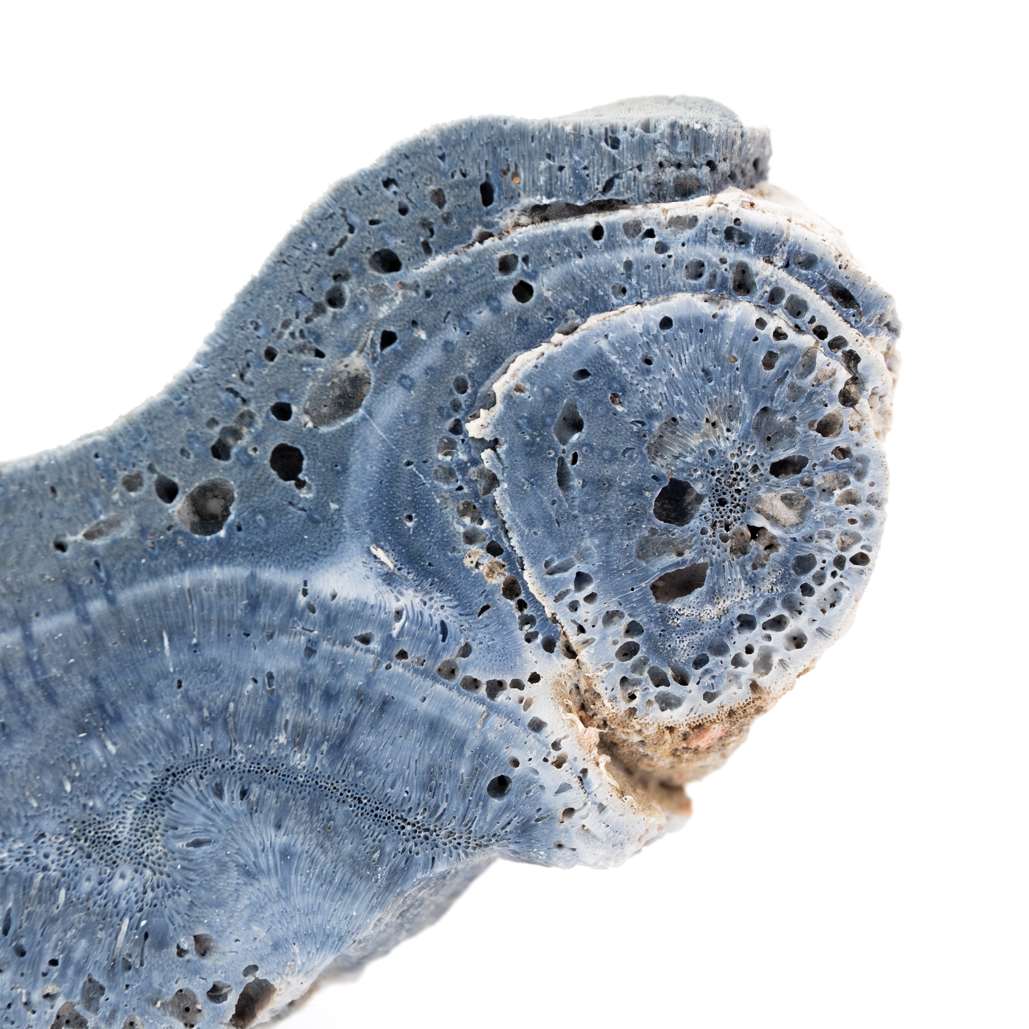 Kék korall (lap) -138g