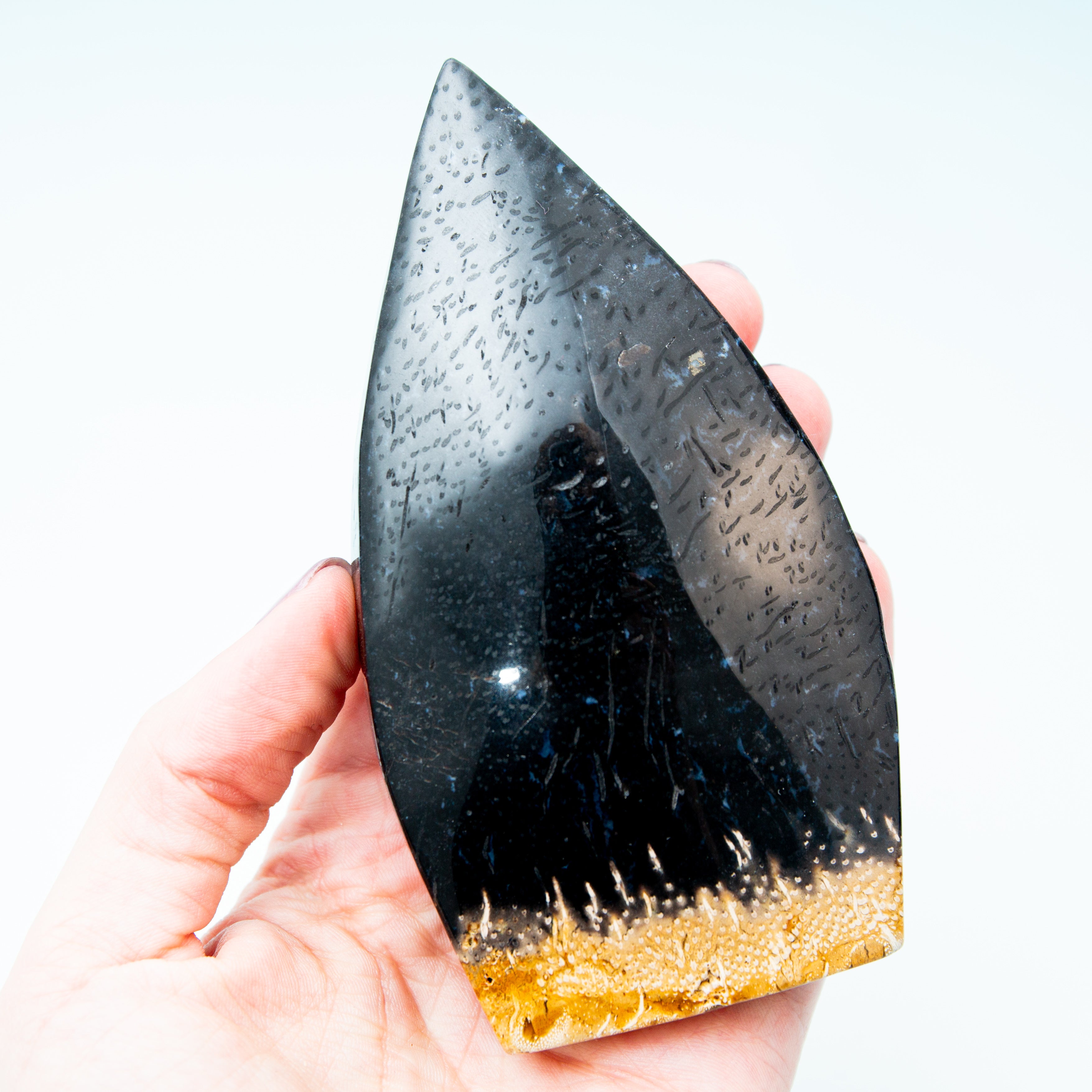 Palmroot Shield - 234g/12cm (A)