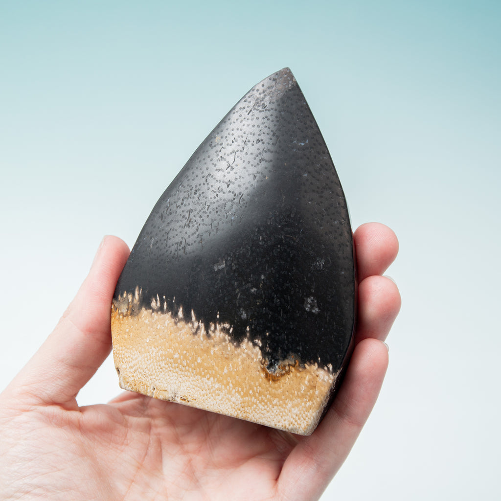 Palmroot Shield - 287g/10.5cm (D)