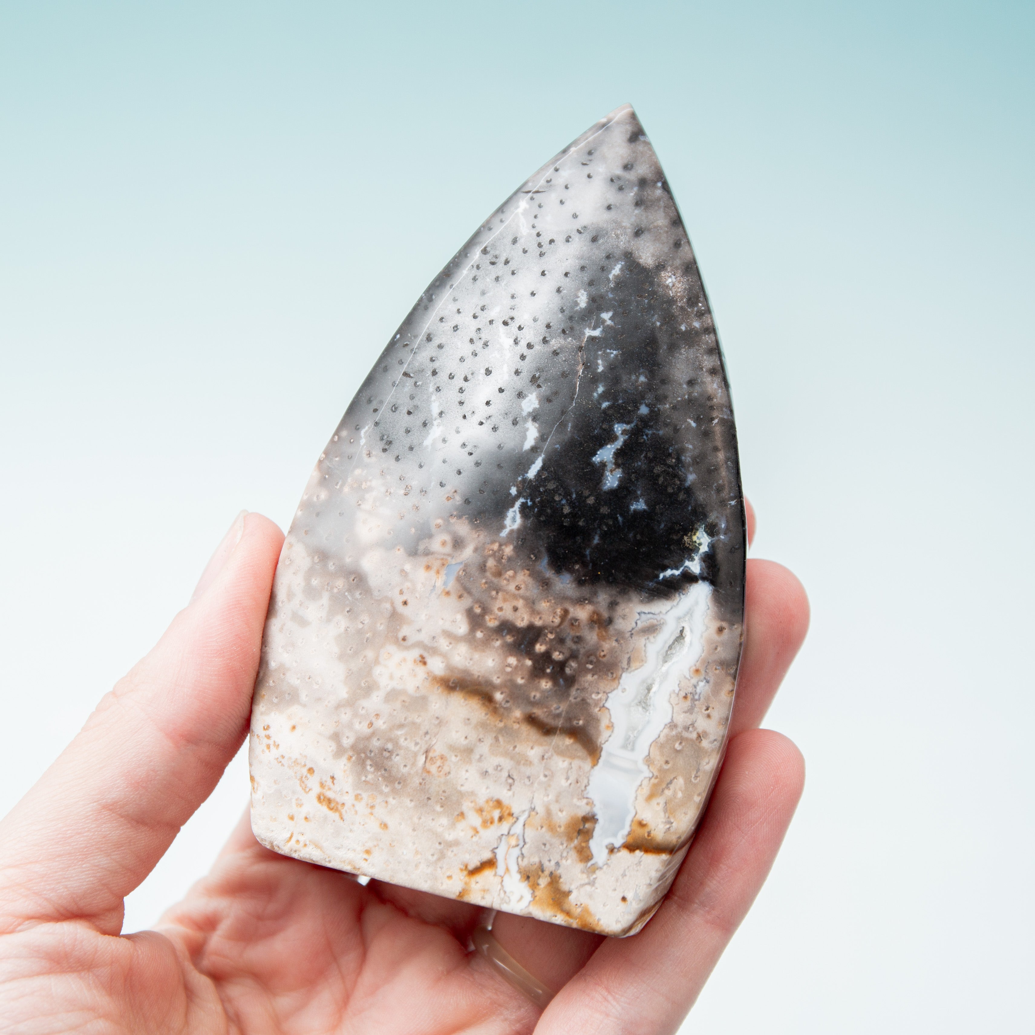 Palmroot Shield - 217g/10.5cm (E)