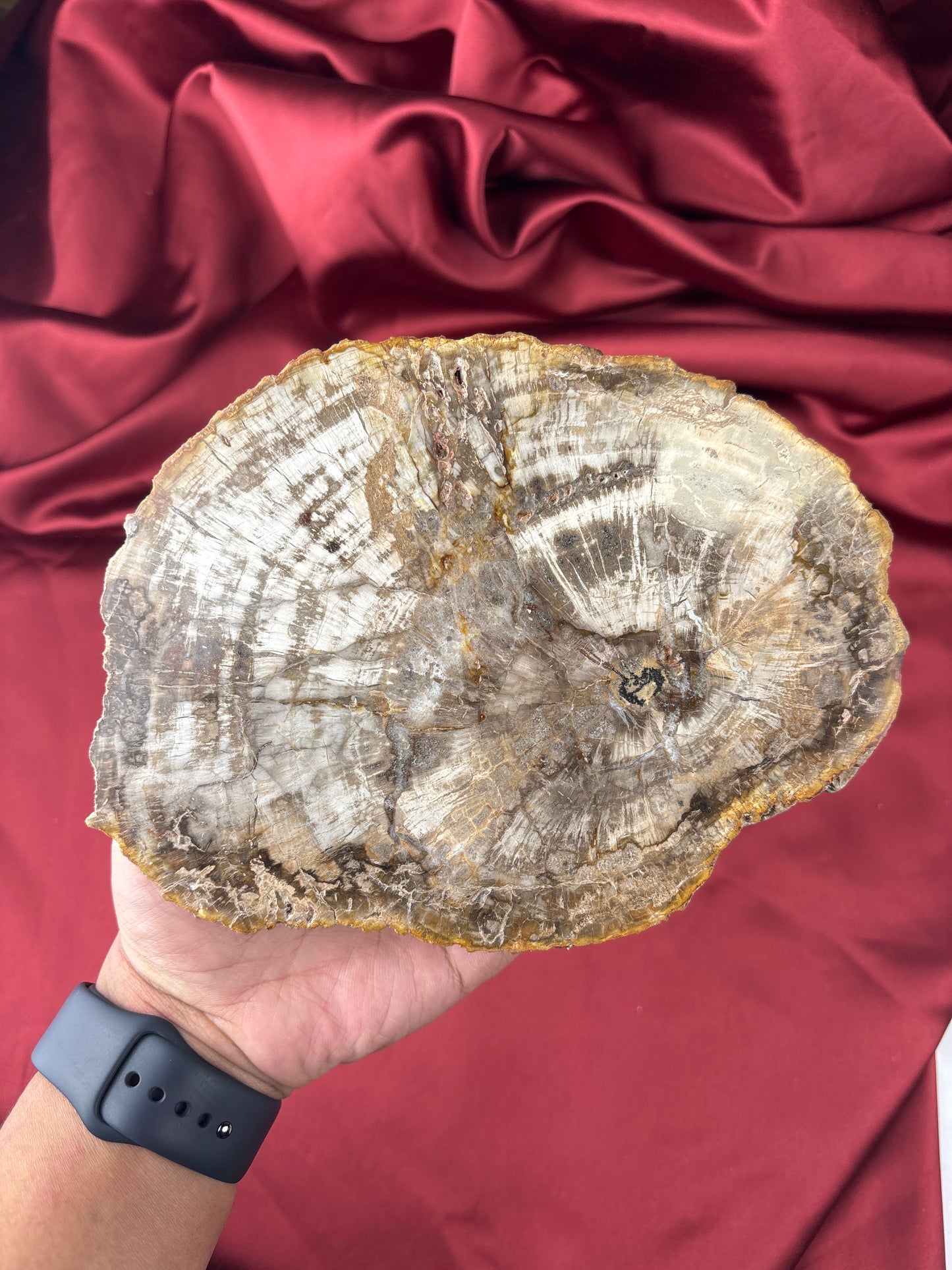 Petrified wood / Megkövesedett fa 🪵 (700g)