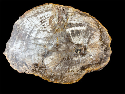 Petrified wood / Megkövesedett fa 🪵 (700g)