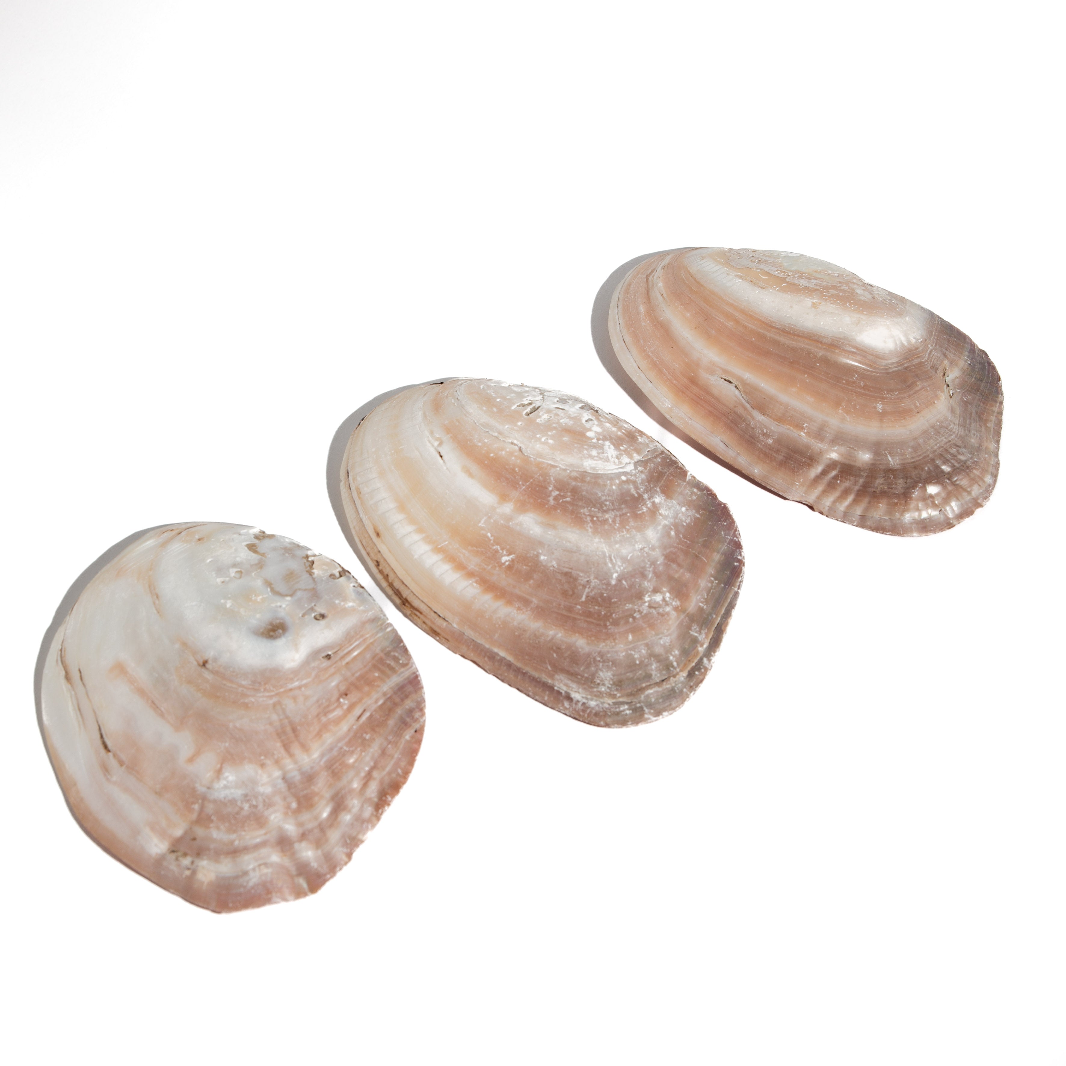 Shell - 15-17cm