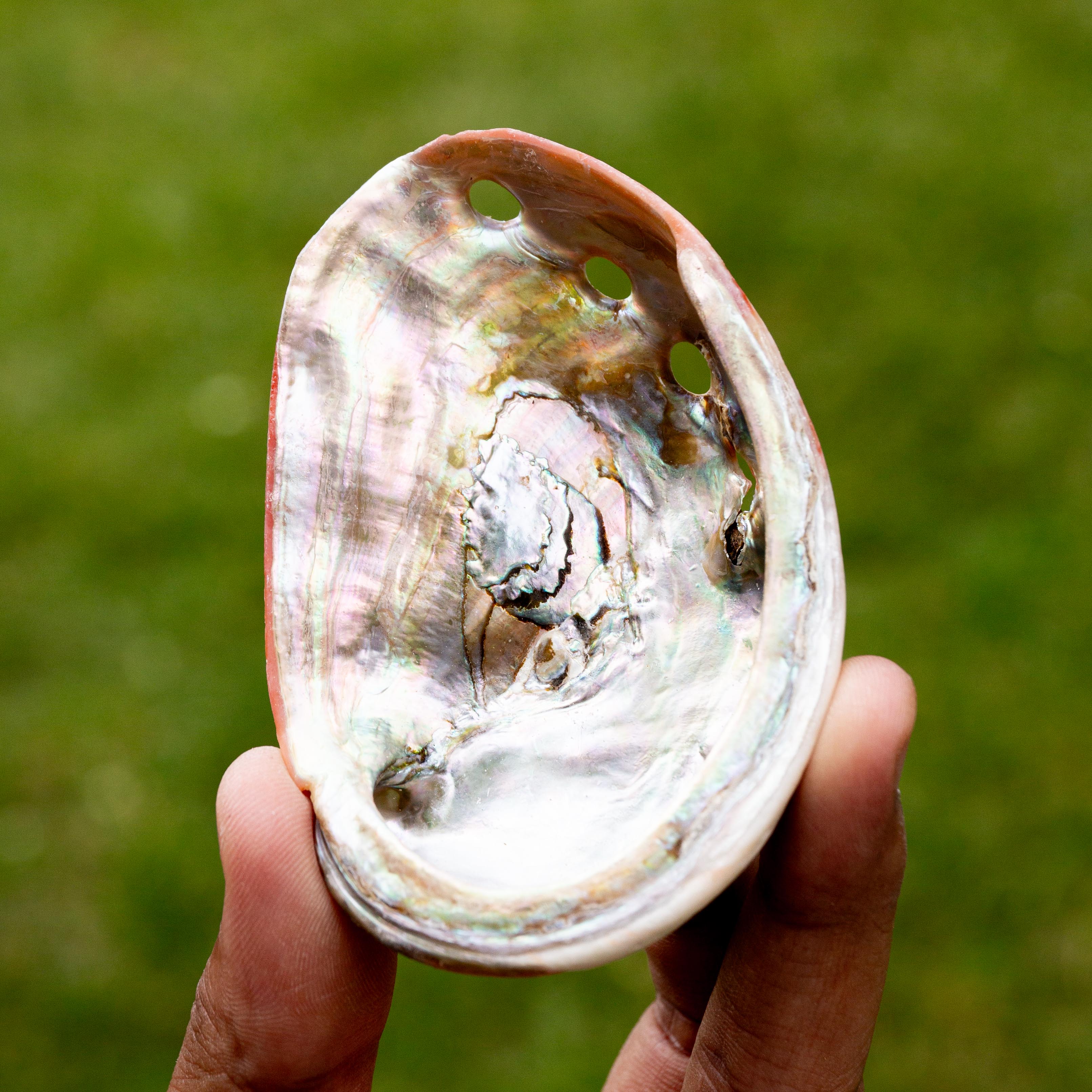 Vörös Abalone Kagyló Mexikó 8-9cm