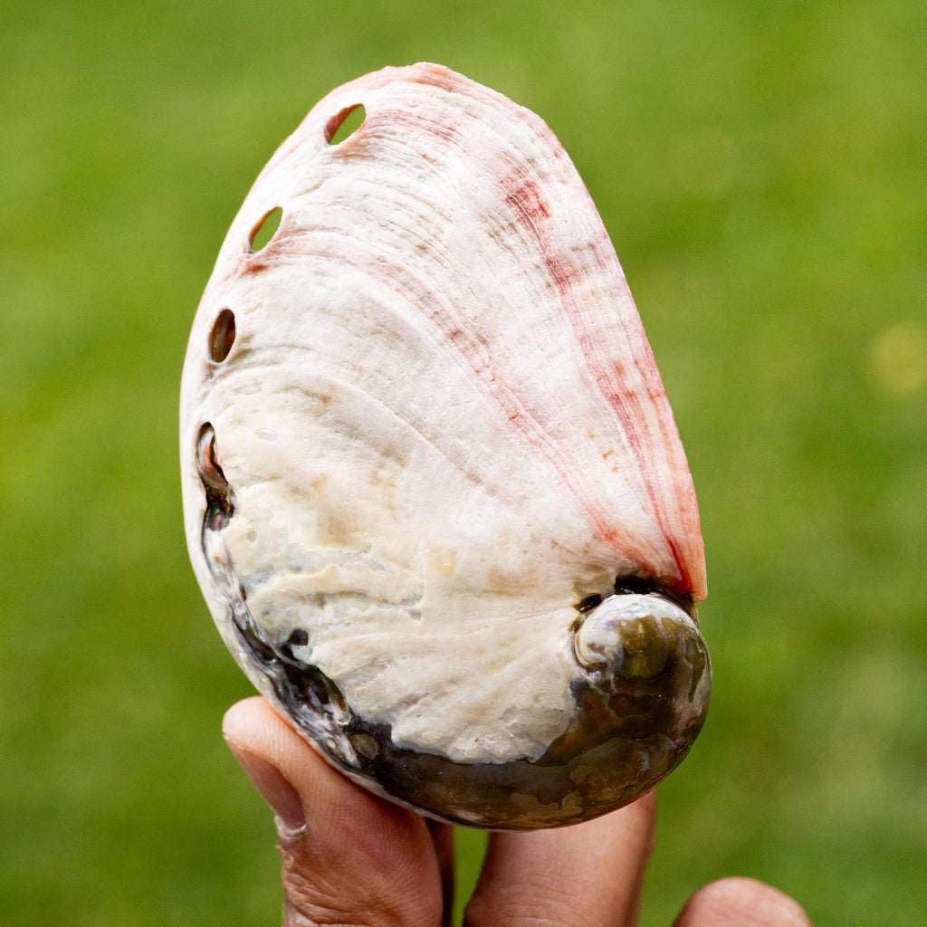 Vörös Abalone Kagyló Mexikó 8-9cm
